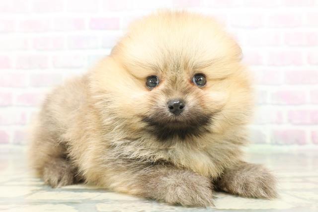 東京都のポメラニアン (Coo&RIKU東久留米店/2026年7月21日生まれ/女の子/オレンジセーブル)の子犬の3枚目の画像