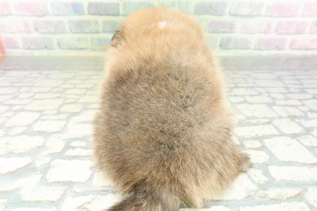 東京都のポメラニアン (Coo&RIKU東久留米店/2026年7月21日生まれ/女の子/オレンジセーブル)の子犬の4枚目の画像