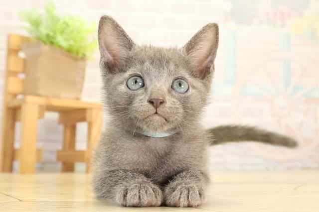 静岡県のロシアンブルー (Coo&RIKU藤枝店/2026年7月20日生まれ/男の子/ブルー)の子猫の1枚目の画像