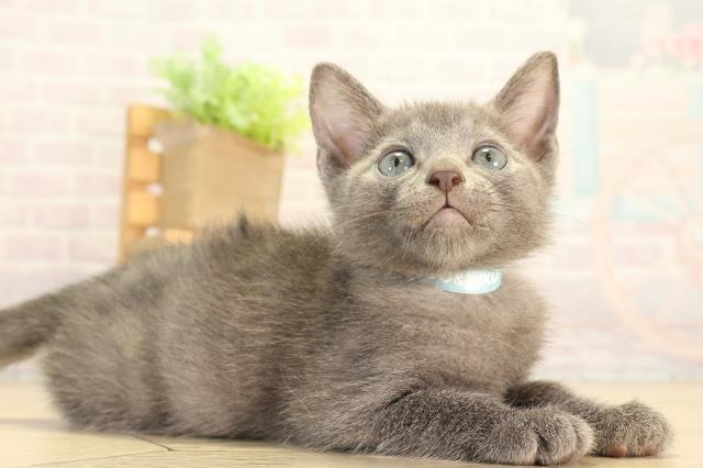 静岡県のロシアンブルー (Coo&RIKU藤枝店/2026年7月20日生まれ/男の子/ブルー)の子猫の2枚目の画像