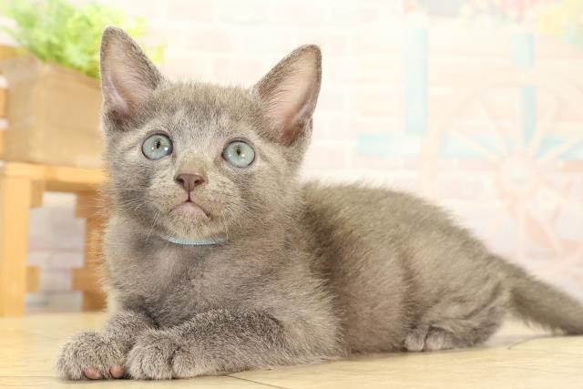 静岡県のロシアンブルー (Coo&RIKU藤枝店/2026年7月20日生まれ/男の子/ブルー)の子猫の3枚目の画像