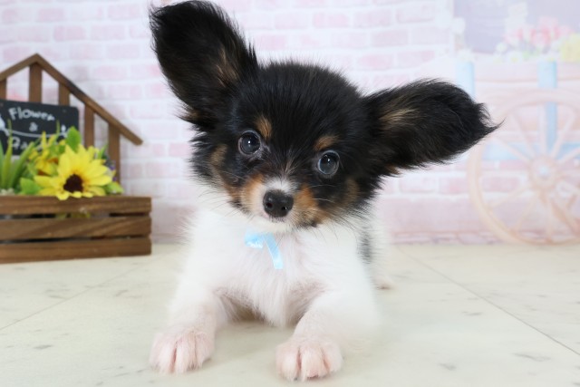 鹿児島県のパピヨン (Coo&RIKU鹿屋店/2026年7月22日生まれ/男の子/トライカラー)の子犬の1枚目の画像