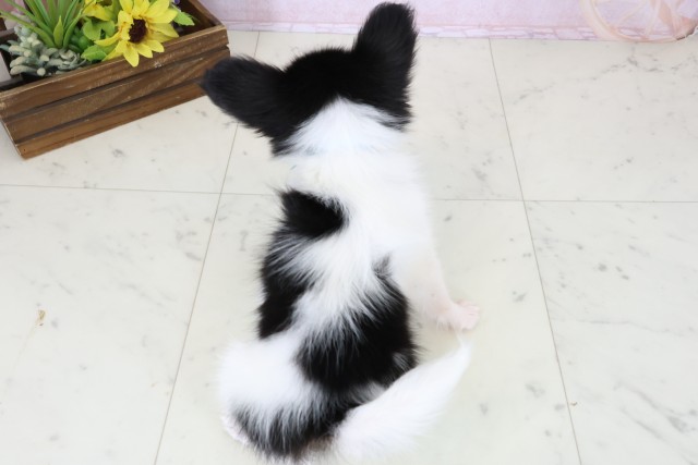 鹿児島県のパピヨン (Coo&RIKU鹿屋店/2026年7月22日生まれ/男の子/トライカラー)の子犬の4枚目の画像