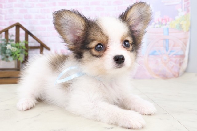 佐賀県のパピヨン (Coo&RIKU佐賀神埼店/2026年7月22日生まれ/男の子/ホワイトブラウン)の子犬の2枚目の画像