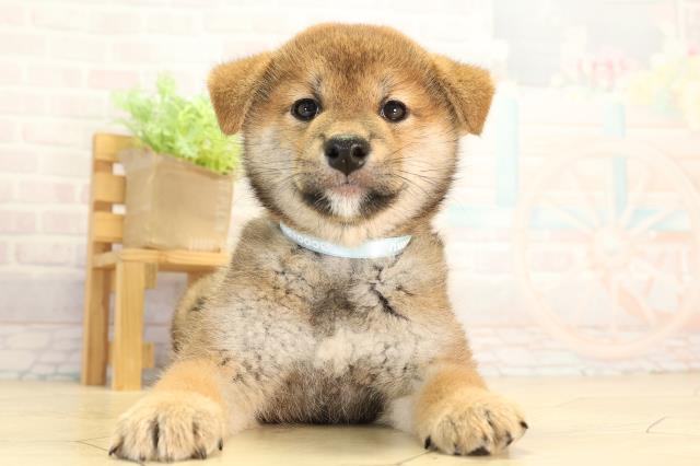 岐阜県の柴犬(標準サイズ) (Coo&RIKU各務原店/2026年7月22日生まれ/男の子/赤)の子犬の1枚目の画像