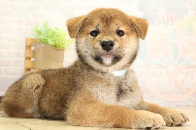 岐阜県の柴犬(標準サイズ) (Coo&RIKU各務原店/2026年7月22日生まれ/男の子/赤)の子犬の2枚目の画像