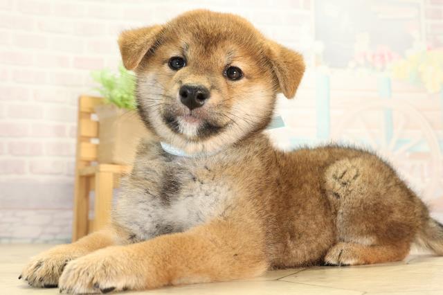 岐阜県の柴犬(標準サイズ) (Coo&RIKU各務原店/2026年7月22日生まれ/男の子/赤)の子犬の3枚目の画像