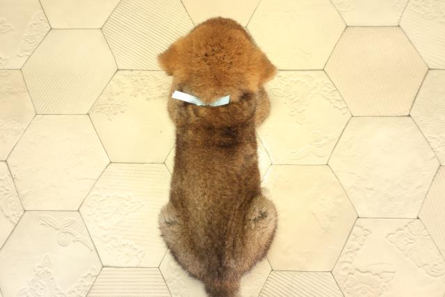 岐阜県の柴犬(標準サイズ) (Coo&RIKU各務原店/2026年7月22日生まれ/男の子/赤)の子犬の4枚目の画像