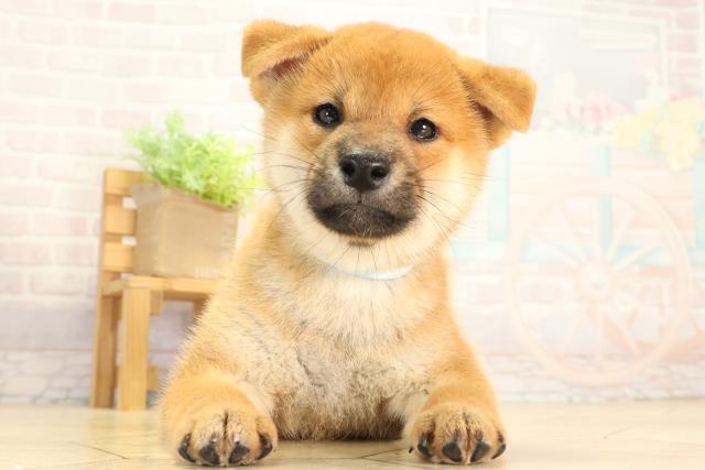 柴犬