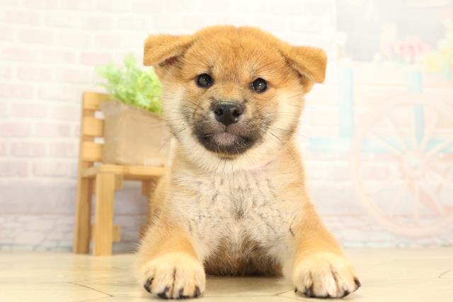 静岡県の柴犬(標準サイズ) (Coo&RIKU富士店/2026年7月21日生まれ/女の子/赤)の子犬の1枚目の画像