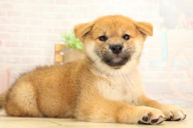 静岡県の柴犬(標準サイズ) (Coo&RIKU富士店/2026年7月21日生まれ/女の子/赤)の子犬の2枚目の画像