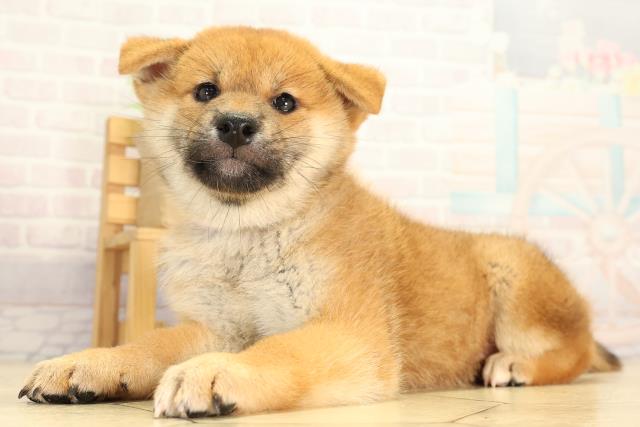 静岡県の柴犬(標準サイズ) (Coo&RIKU富士店/2026年7月21日生まれ/女の子/赤)の子犬の3枚目の画像