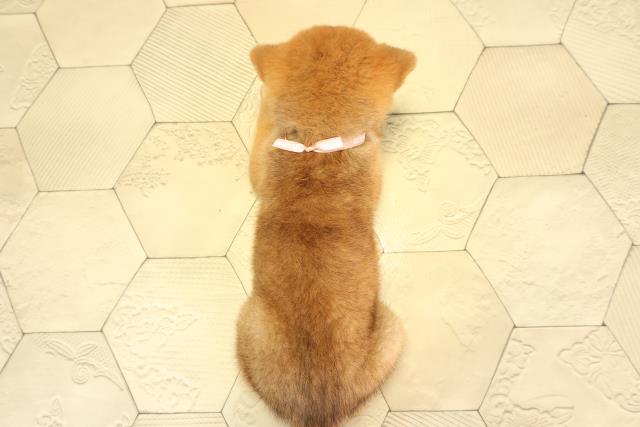 静岡県の柴犬(標準サイズ) (Coo&RIKU富士店/2026年7月21日生まれ/女の子/赤)の子犬の4枚目の画像