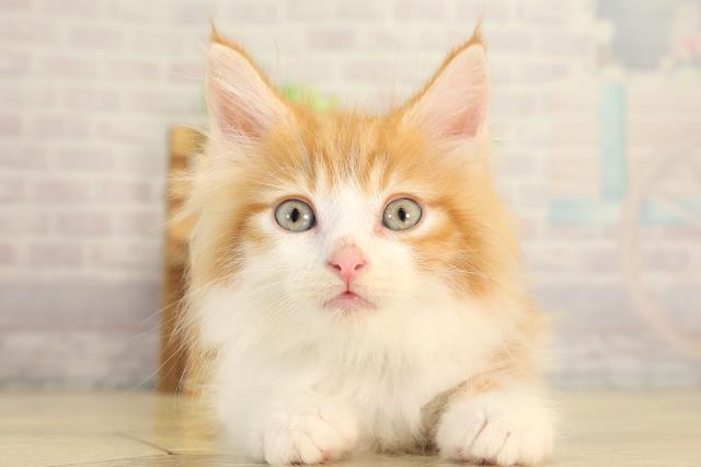 静岡県のノルウェージャンフォレストキャット (Coo&RIKU藤枝店/2026年7月22日生まれ/男の子/レッドタビーホワイト)の子猫の1枚目の画像