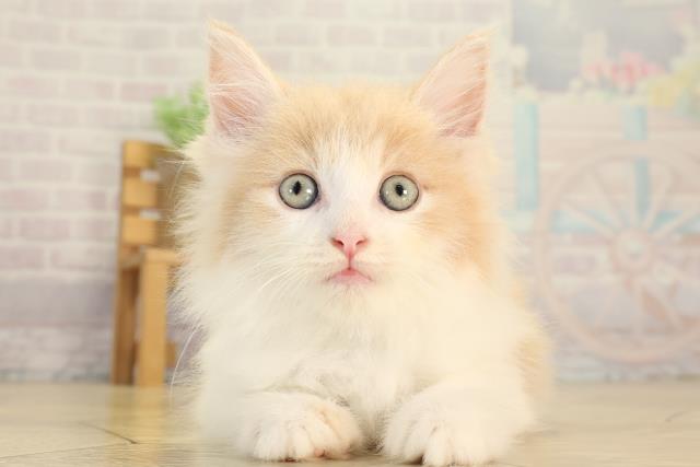 ノルウェージャン・フォレストキャット