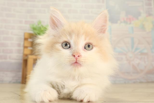 ノルウェージャン・フォレストキャット