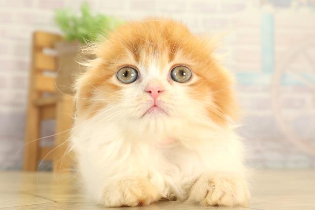 スコティッシュフォールド
