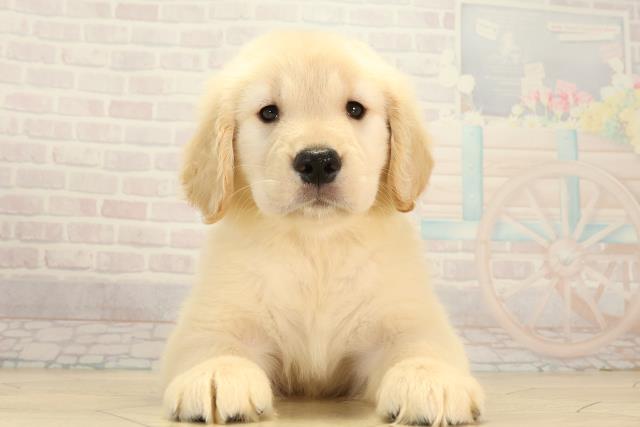 静岡県のゴールデンレトリバー (Coo&RIKU浜松店/2026年7月21日生まれ/女の子/クリーム)の子犬の1枚目の画像