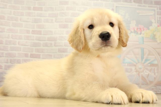 静岡県のゴールデンレトリバー (Coo&RIKU浜松店/2026年7月21日生まれ/女の子/クリーム)の子犬の2枚目の画像