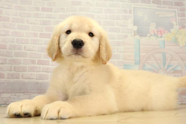 静岡県のゴールデンレトリバー (Coo&RIKU浜松店/2026年7月21日生まれ/女の子/クリーム)の子犬の3枚目の画像