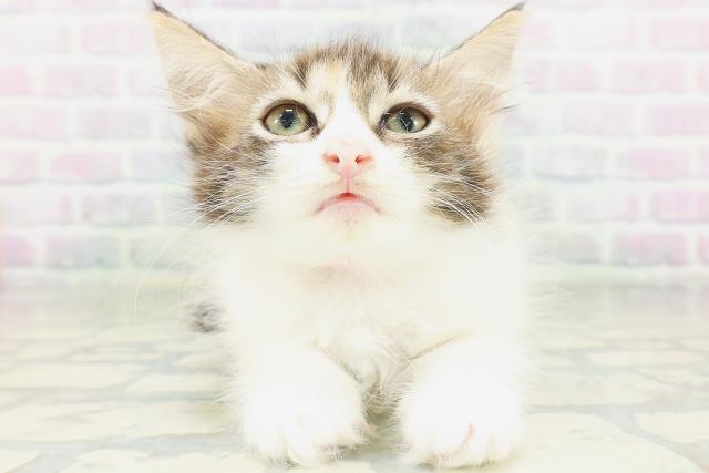 ノルウェージャン・フォレストキャット