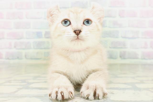 東京都のアメリカンカール (Coo&RIKU大久保店/2026年7月6日生まれ/女の子/チョコレートタビー)の子猫の1枚目の画像