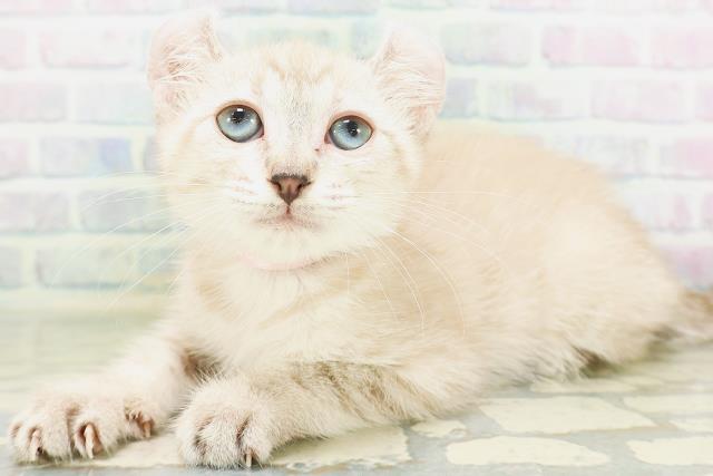東京都のアメリカンカール (Coo&RIKU大久保店/2026年7月6日生まれ/女の子/チョコレートタビー)の子猫の2枚目の画像