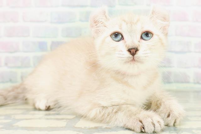 東京都のアメリカンカール (Coo&RIKU大久保店/2026年7月6日生まれ/女の子/チョコレートタビー)の子猫の3枚目の画像