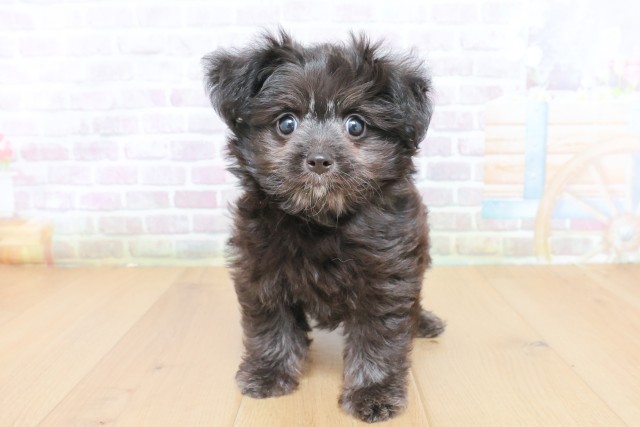宮城県のハーフ犬・ミックス犬 (Coo&RIKUイオンタウン古川店/2026年7月23日生まれ/男の子/ブラック)の子犬の1枚目の画像