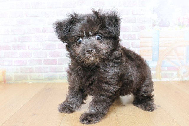 宮城県のハーフ犬・ミックス犬 (Coo&RIKUイオンタウン古川店/2026年7月23日生まれ/男の子/ブラック)の子犬の2枚目の画像