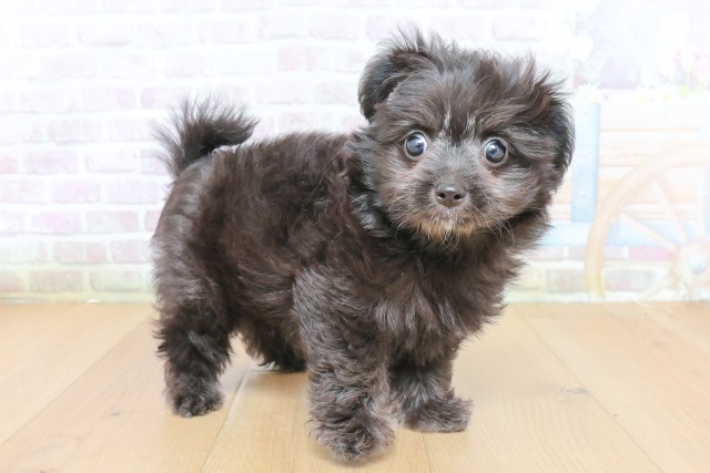 宮城県のハーフ犬・ミックス犬 (Coo&RIKUイオンタウン古川店/2026年7月23日生まれ/男の子/ブラック)の子犬の3枚目の画像
