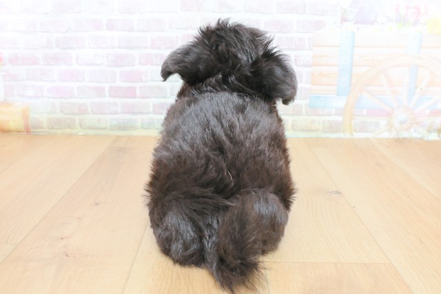 宮城県のハーフ犬・ミックス犬 (Coo&RIKUイオンタウン古川店/2026年7月23日生まれ/男の子/ブラック)の子犬の4枚目の画像