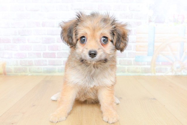 山形県のハーフ犬・ミックス犬 (Coo&RIKU山形店/2026年7月23日生まれ/女の子/レッド)の子犬の1枚目の画像