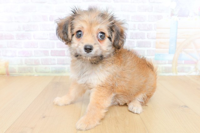 山形県のハーフ犬・ミックス犬 (Coo&RIKU山形店/2026年7月23日生まれ/女の子/レッド)の子犬の2枚目の画像
