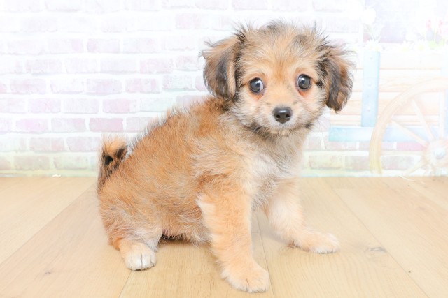 山形県のハーフ犬・ミックス犬 (Coo&RIKU山形店/2026年7月23日生まれ/女の子/レッド)の子犬の3枚目の画像