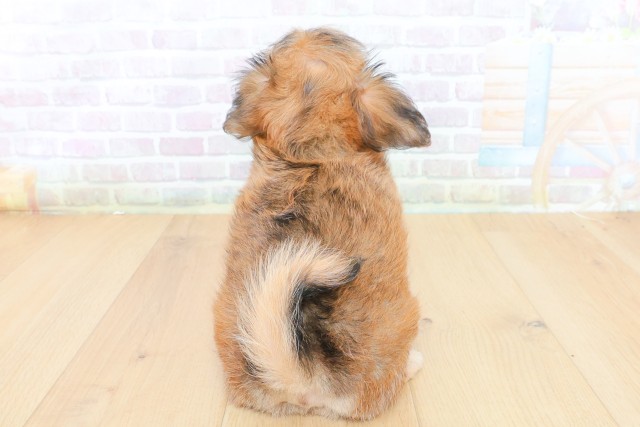 山形県のハーフ犬・ミックス犬 (Coo&RIKU山形店/2026年7月23日生まれ/女の子/レッド)の子犬の4枚目の画像
