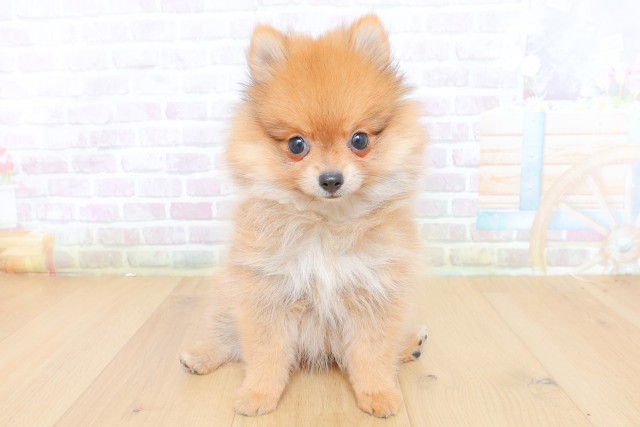 宮城県のポメラニアン (Coo&RIKU石巻店/2026年7月23日生まれ/女の子/オレンジ)の子犬の1枚目の画像