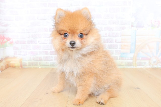 宮城県のポメラニアン (Coo&RIKU石巻店/2026年7月23日生まれ/女の子/オレンジ)の子犬の2枚目の画像