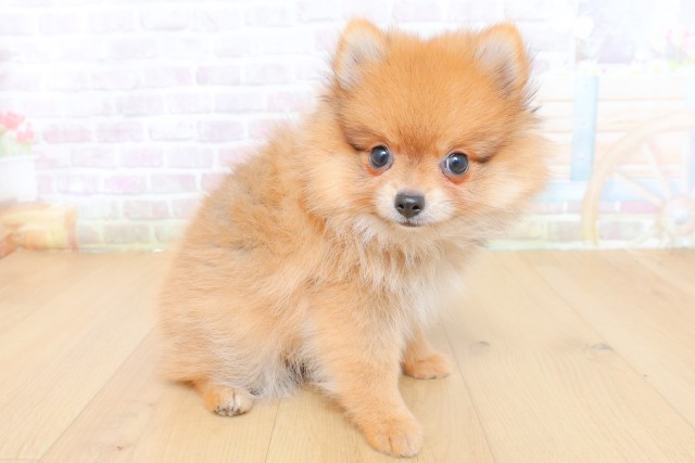 宮城県のポメラニアン (Coo&RIKU石巻店/2026年7月23日生まれ/女の子/オレンジ)の子犬の3枚目の画像