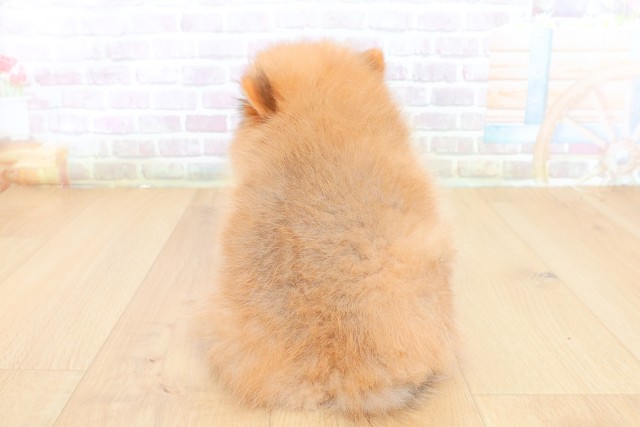 宮城県のポメラニアン (Coo&RIKU石巻店/2026年7月23日生まれ/女の子/オレンジ)の子犬の4枚目の画像