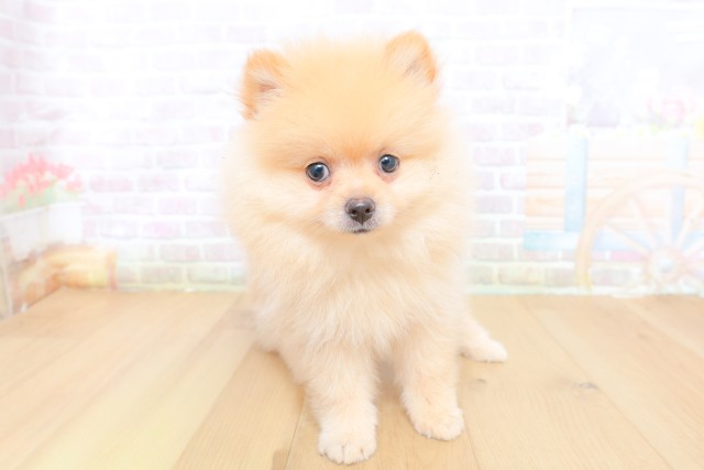 宮城県のポメラニアン (Coo&RIKU仙台太白店/2026年7月26日生まれ/女の子/クリーム)の子犬の1枚目の画像