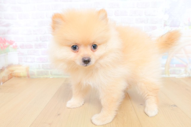 宮城県のポメラニアン (Coo&RIKU仙台太白店/2026年7月26日生まれ/女の子/クリーム)の子犬の2枚目の画像