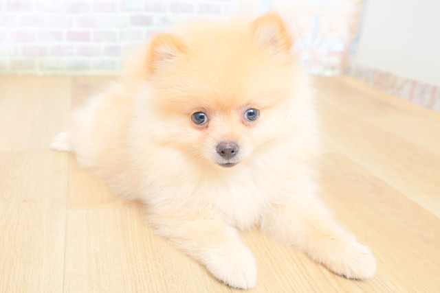 宮城県のポメラニアン (Coo&RIKU仙台太白店/2026年7月26日生まれ/女の子/クリーム)の子犬の3枚目の画像