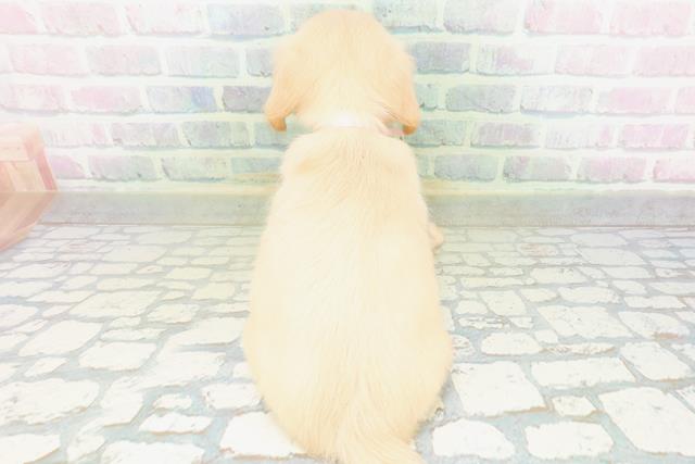 東京都のチワックス(チワワ×ダックス) (Coo&RIKU板橋店/2026年7月26日生まれ/女の子/クリーム)の子犬の4枚目の画像