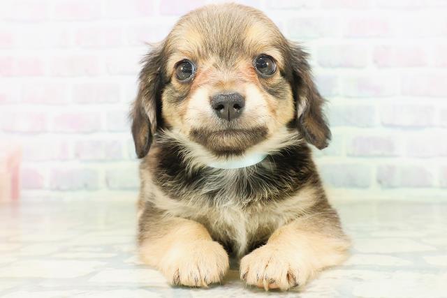 MIX（ハーフ）