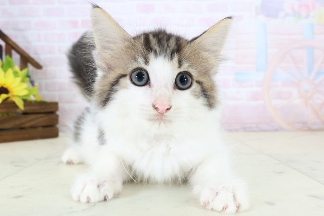 ノルウェージャン・フォレストキャット