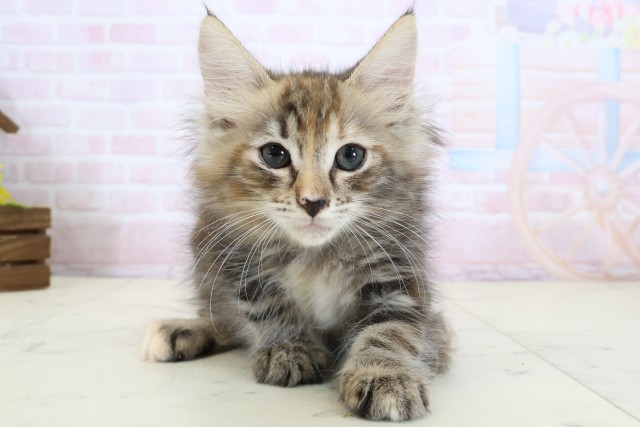 ノルウェージャン・フォレストキャット
