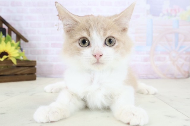 鹿児島県のラガマフィン (Coo&RIKU霧島店/2026年5月26日生まれ/男の子/クリームタビーホワイト)の子猫の1枚目の画像