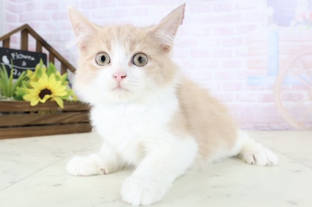 鹿児島県のラガマフィン (Coo&RIKU霧島店/2026年5月26日生まれ/男の子/クリームタビーホワイト)の子猫の3枚目の画像
