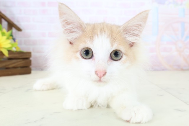 ノルウェージャン・フォレストキャット